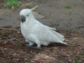 Cockatoo